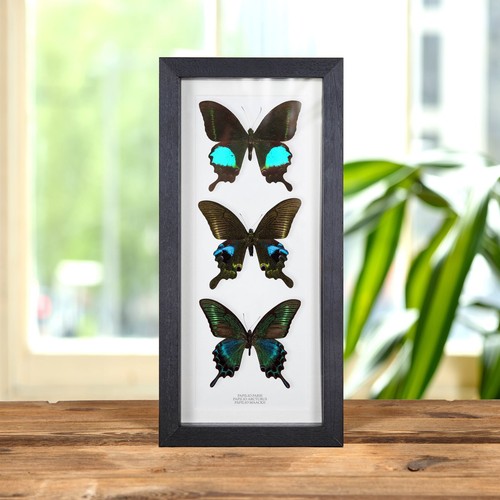 Blue peacock butterfly trio - butterfly, in