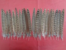 20 Hen Pheasant Tail Feathers