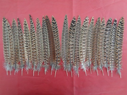 Hen pheasant tail feathers - 20,