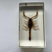 Real Scorpion Bug  Insect Preserved in Resin Desk Paperweight Animal Taxidermy 