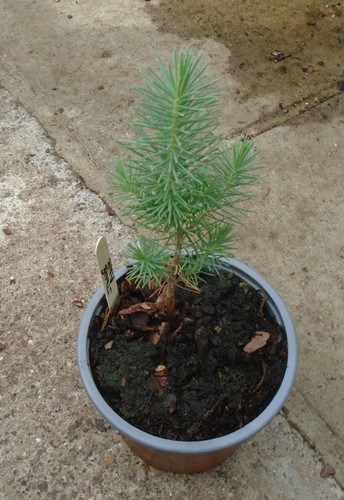 Pinus pinea stone pine - pinus,