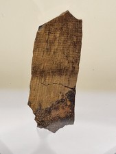 Chunky t rex tooth - ~1.18", t-rex