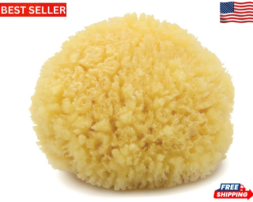 Natural sea sponge - sea,