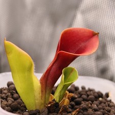 Heliamphora minor -AW-