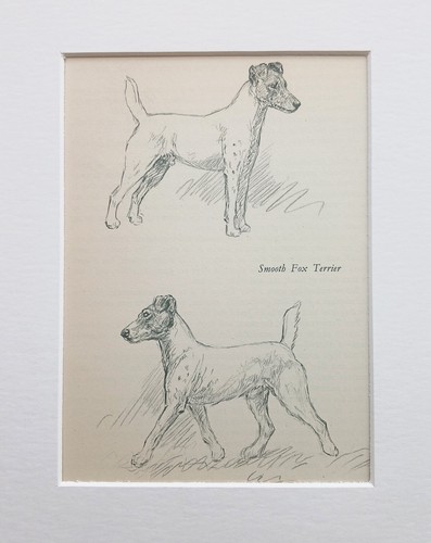 Fox terrier dog vintage sketch
