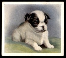 Godfrey Phillips ‘’Our Puppies” 1936 - The Japanese Spaniel No. 29