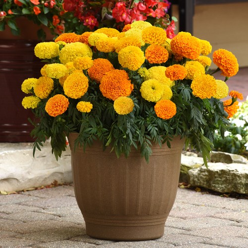 African marigold marvel - marigold, mix