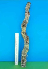 CORK BARK BRANCH 61CM LEOPARD