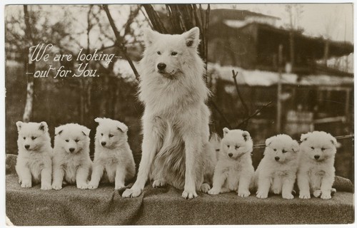 Samoyed dog and puppies - dog,