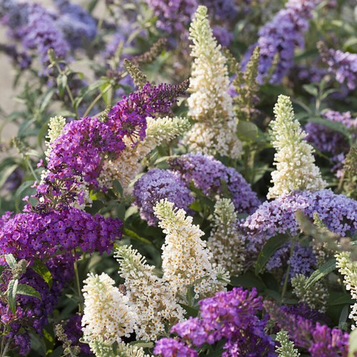 Buddleia tricolour butterfly - buddleia,
