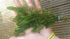 Ceratophyllum Demersum -