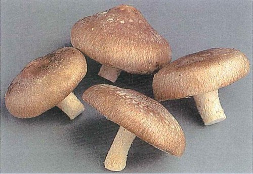 Mushroom spawn shiitake - shiitake,