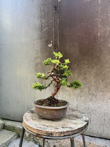 Imported japanese sargentii - japanese,