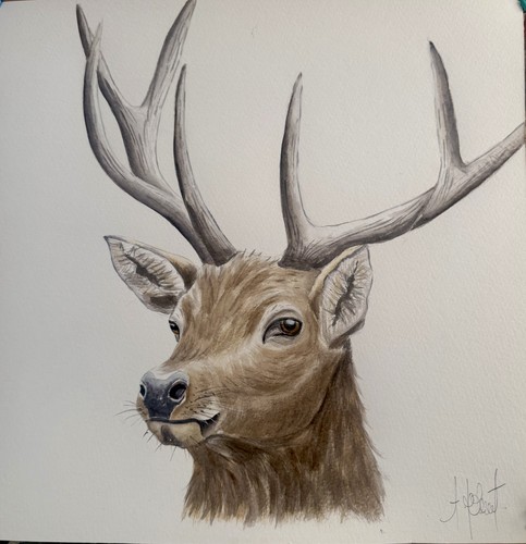Stag original - a, print)