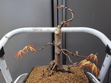  Japanese maple bonsai tree in