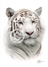 WHITE TIGER colour pencil