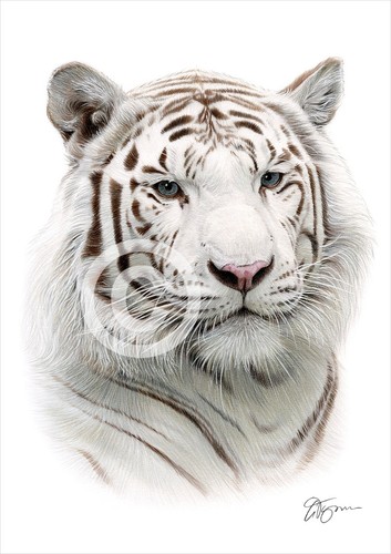 White tiger colour - colour, pencil