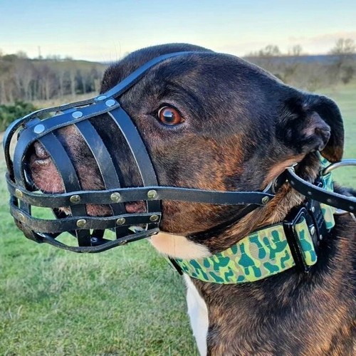Real leather dog - ,