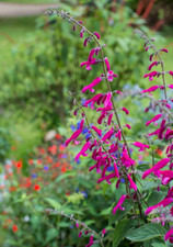 Salvia curviflora - 9cm pot -
