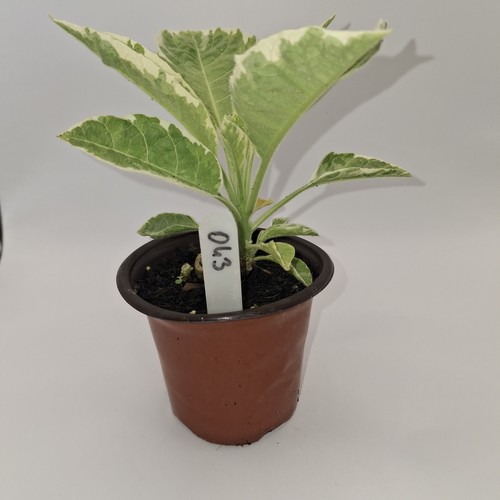 Brugmansia snowbank variegated - brugmansia,