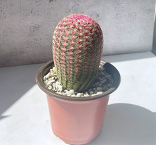6-8cm Echinocereus Rigidissimus Rubispinus, Rainbow Cactus, Red Pink Cactus