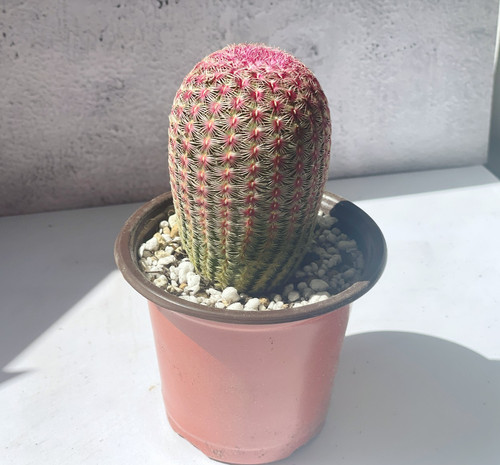8cm echinocereus - 6-8cm,