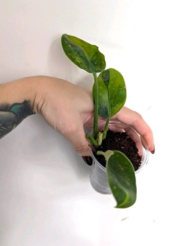 Small philodendron green - small,