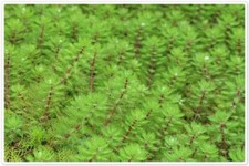 1 x bunch red stemmed feathered weed oxygenating Pond Plant Myriophyllum