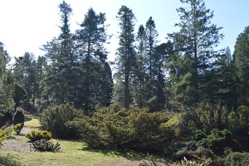 Photo 6x4 bedgebury pinetum - bedgebury,