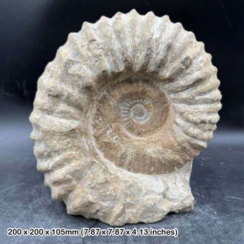 Large fossilised mantelliceras - large,