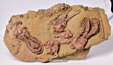 CRINOID FOSSIL, JIMBACRINUS