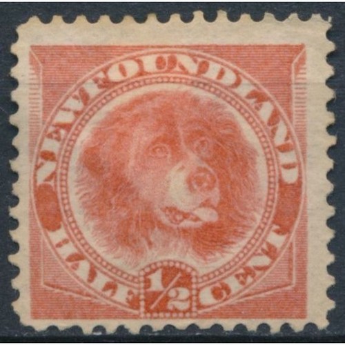Dog newfoundland 1896 - newfoundland,