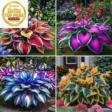 Perennial-Hosta Bulbs for