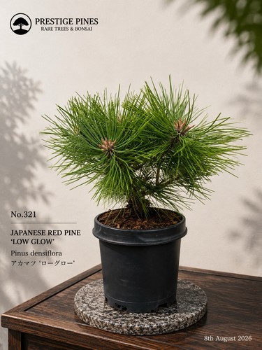 322 japanese red pine low - japanese,