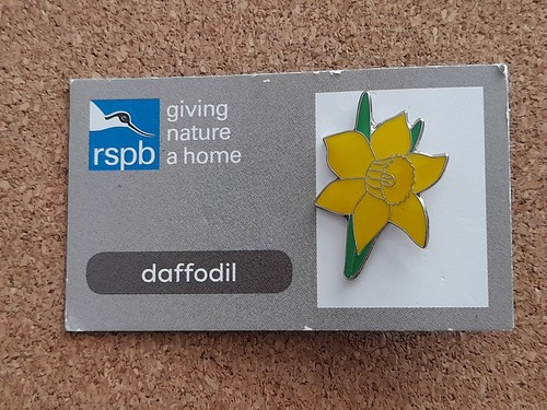 Rspb daffodil series gnah - daffodil,