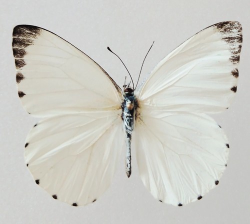 White black tip butterfly - black,