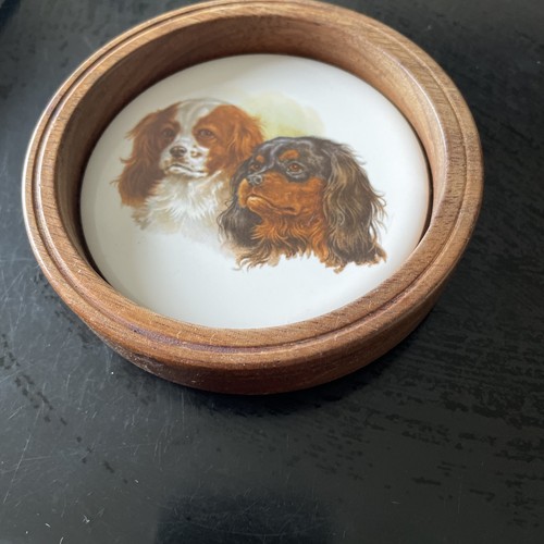 Cavalier king charles spaniel - cavalier,