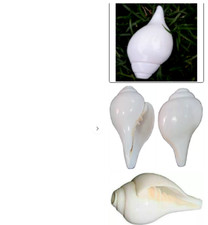 Religious Hindu Diwali Puja