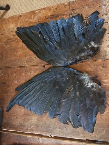 Crow wings displayed - crow, open