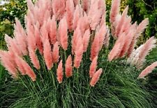 Cortaderia selloana (Gynerium) Pink Pampas Grass Plume - 100 Seeds
