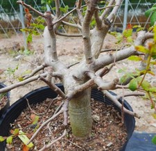 Rare plant cacti bursera - cacti,