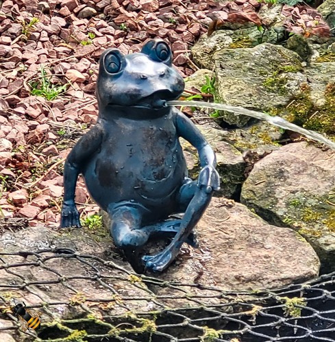 Pond spitter sitting frog - pond,