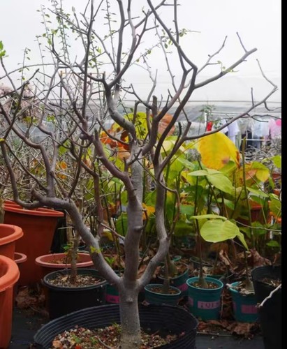 Rare cacti plant bursera - rare,