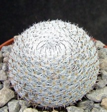 Mammillaria Pseudoperbella choice white-spined 4cm collectors Mexican cactus