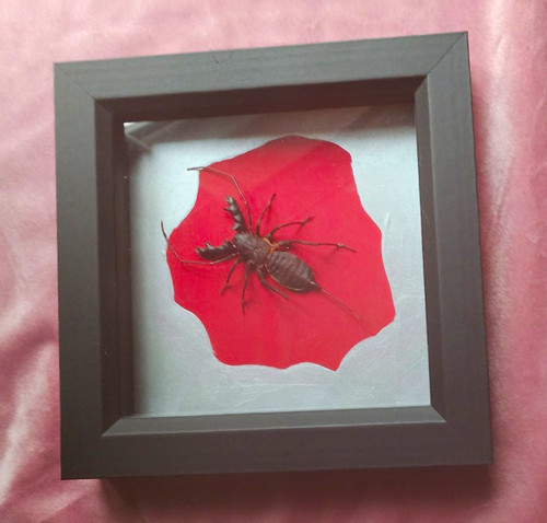 Mounted whip tailed - whip, scorpion