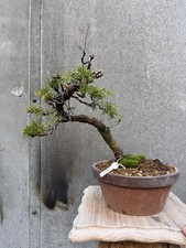 Imported Japanese Itoigawa