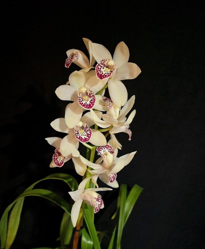 Cymbidium white flower - white., 1