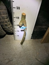 Blackthorn Shillelagh  stick