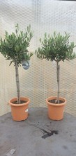 Pair of Olive Tree standard 