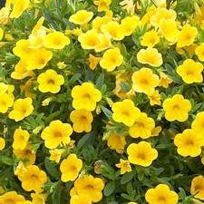 6 Trailing Calibrachoa Yellow